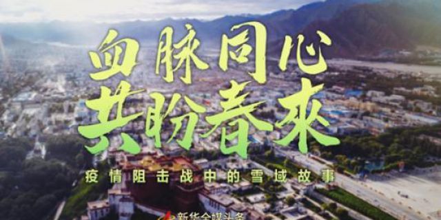 血脈同心 疫情阻擊戰中的雪域故事